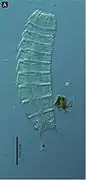 Echinoderes komatsui