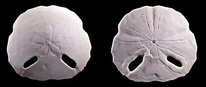 Sculpsitechinus tenuissimus (Astriclypeidae).