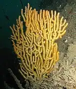 Echinogorgia sp.