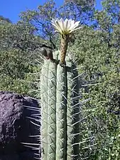 Echinopsis Chiloensis au parc national de Río Los Cipreses&nbsp;(es), 2009