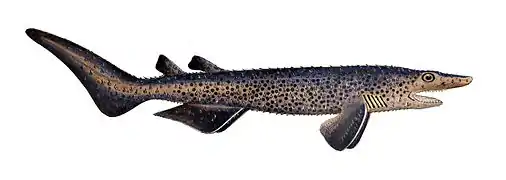 Echinorhinus brucus (Echinorhinidae)