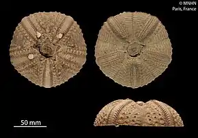 Echinothrix calamaris