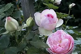'Pierre de Ronsard'