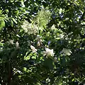 Floraison