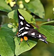 Un A. octomaculata adulte exhibant ses pattes orange ressemblant à du pollen.