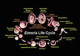 Eimeria : cycle de vie.