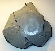 Eldonia ludwigii