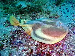 Narke capensis