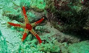Fromia monilis (Sabah, Malaisie)