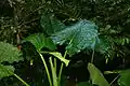Feuilles
