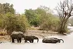 Bain d'éléphants (Loxodonta africana).