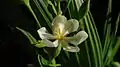 Fleur de Eleutherine bulbosa