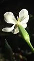 Fleur de Eleutherine bulbosa