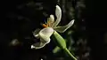 Fleur de Eleutherine bulbosa