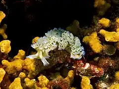Elysia crispata