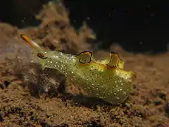 Elysia marginata