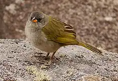 Embernagre à cinq couleurs (Embernagra longicauda)