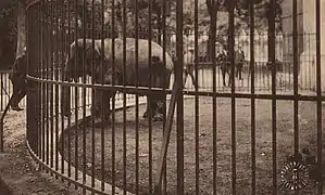 Loulou l'éléphant dans son enclos.