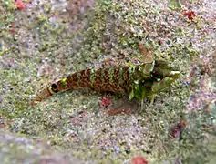 Enneapterygius elegans