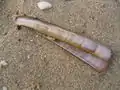 Ensis arcuatus