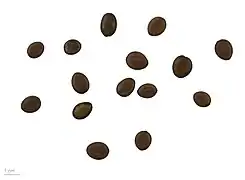 Entada africana - Muséum de Toulouse