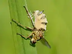 Parasite Entomophthora muscae, un Zygomycète