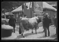 Photo noir et blanc d'un bovin musclé à courtes cornes et robe fauve ou grise.