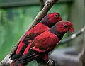 Kuala Lumpur Bird Park