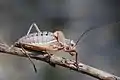 Mâle Ephippiger terrestris terrestris, sous espèce endémique du Sud-Est de la France.
