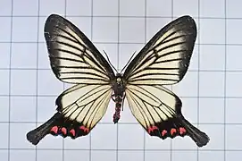 EpicopeiidaeEpicopeia hainesii