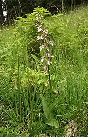 L'épipactis des marais (Epipactis palustris)