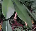 Émergence des boutons de fleurs