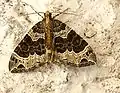 Ecliptopera capitata  (Herrich-Schäffer, 1839)