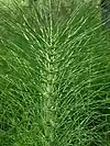 Equisetum telmateia (Sphaenophyta, Equisetaceae)