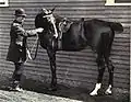 Photo en noir et blanc représentant un homme à pied tenant un cheval par la bride et lui faisant pratiquer une flexion de l'encolure, sa tête touchant ses flancs.