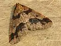 Erannis defoliaria   (Clerck, 1759)