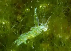 Ercolania kencolesi