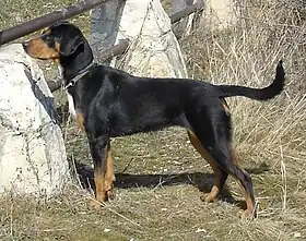Chien courant de Transylvanie