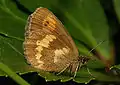 Erebia manto  face inférieure ♀