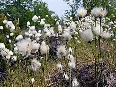 Linaigrette.