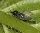 Insecte noir ailé sur une plante.