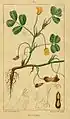 Arachis hypogaea