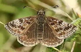 Erynnis tages