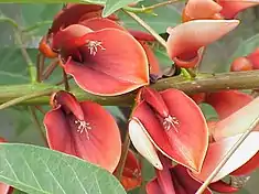 Fleurs.