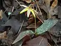Erythronium umbilicatum