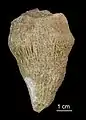 Zaphrentis bilateralis