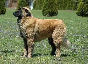 Jeune chien de la Serra Estrela