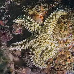 Marthasterias glacialis dans le parc naturel de l'Arrábida, Portugal. Juillet 2020.