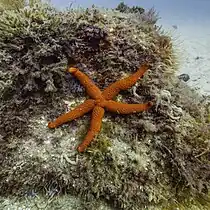 Echinaster sepositus dans le parc naturel de l'Arrábida, Portugal (juillet 2020).