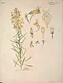Étude de Linaria vulgaria scrofulariacée (no&nbsp;62), Henri Bergé, Musée de l'École de Nancy.